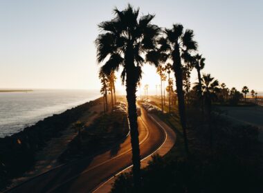 silhouette of trees near ocean during sunset